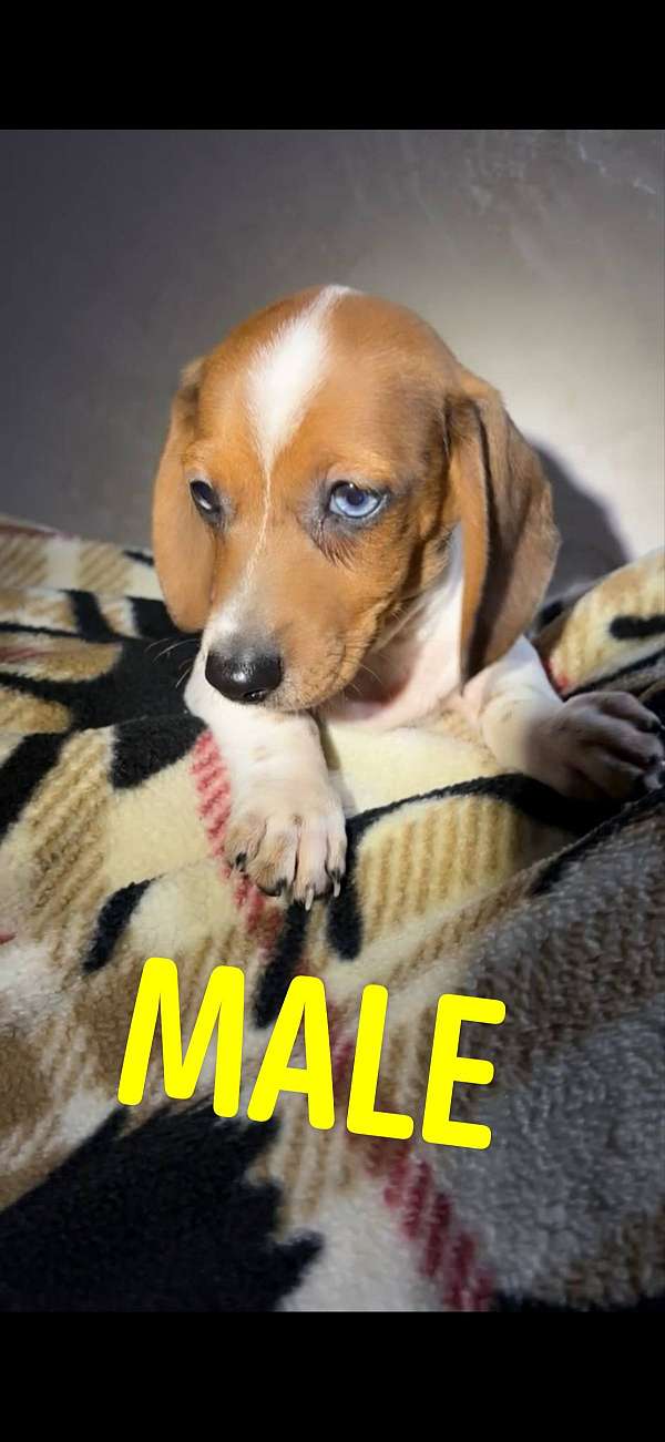 spotted-corded-dachshund