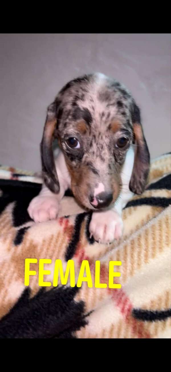 mixed-spotted-corded-dachshund