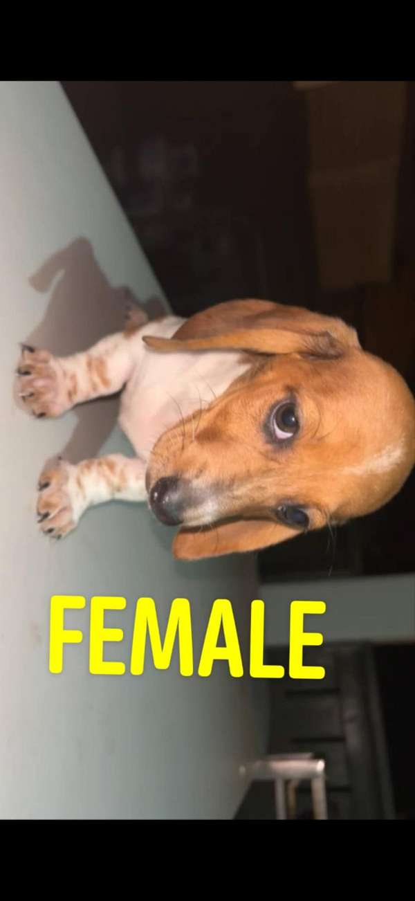 corded-mixed-dachshund