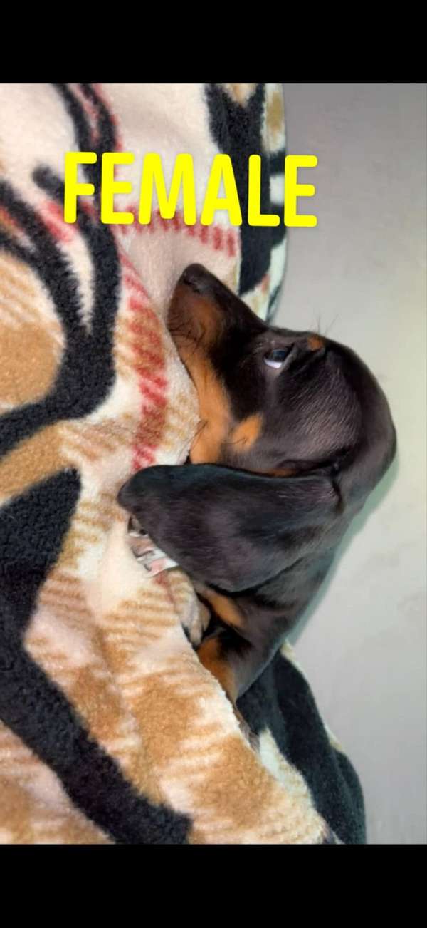 spotted-mixed-dachshund
