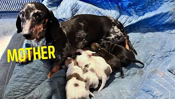 spotted-small-dachshund