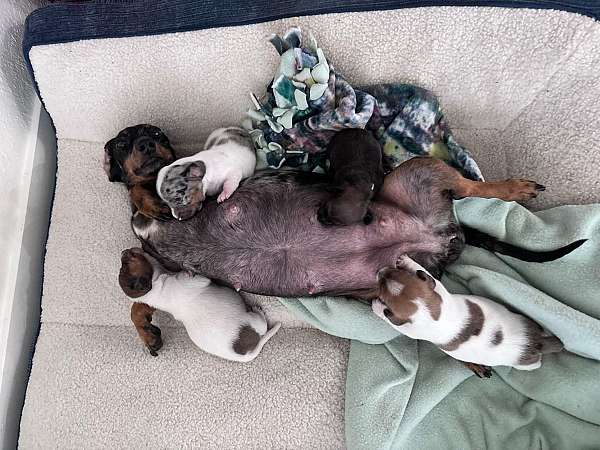 small-spotted-dachshund