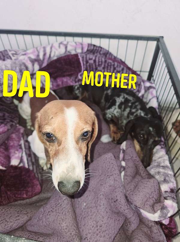 corded-dachshund-puppy