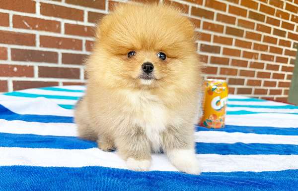 orange-white-double-coated-dog