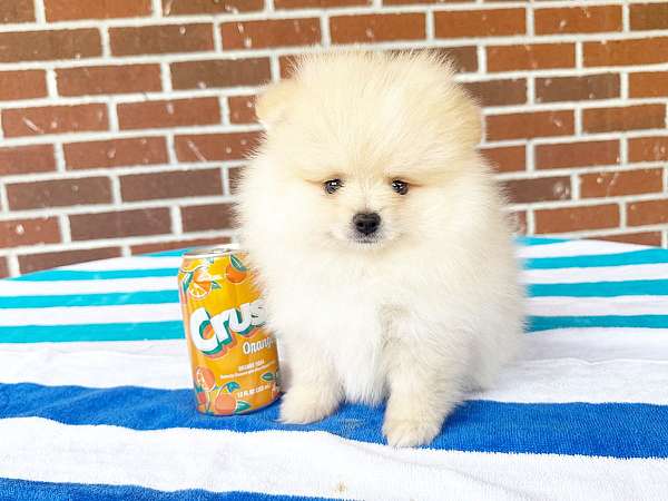 white-male-pomeranian-puppy
