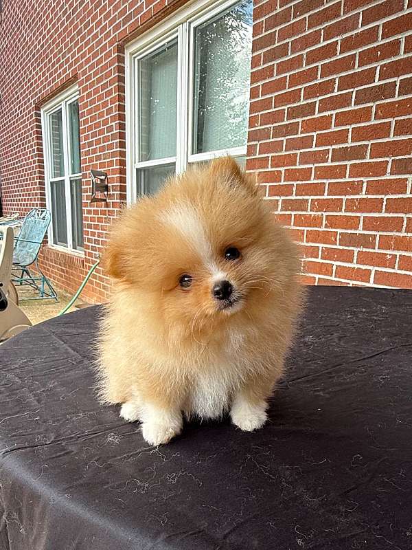 orange-white-toy-dog