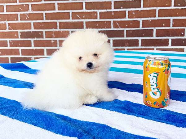 pomeranian-breeder-in-georgia-dog