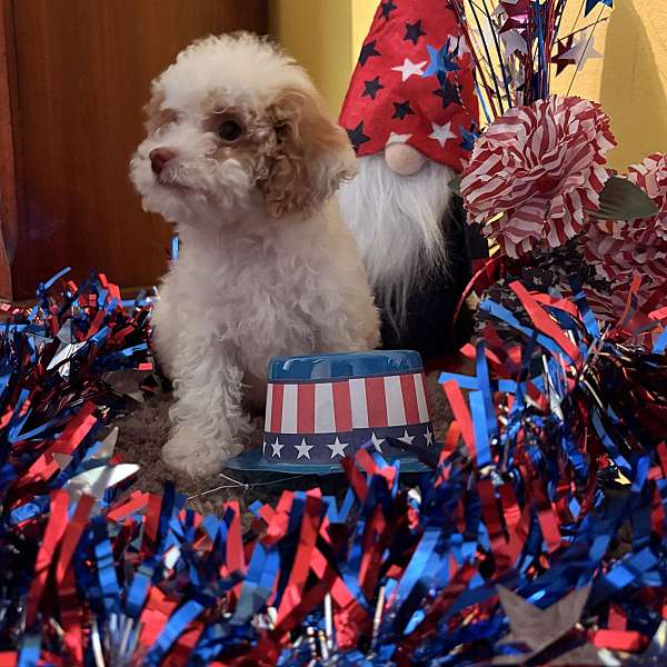 curly-haired-poodle