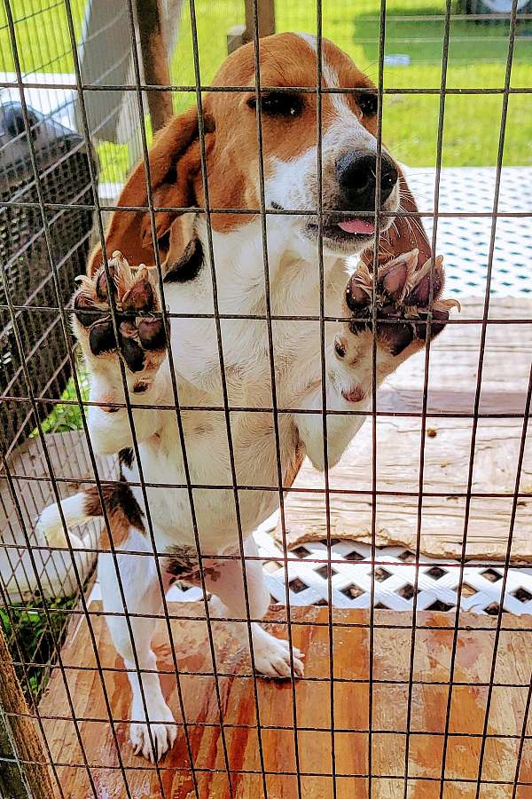 female-beagle-dog