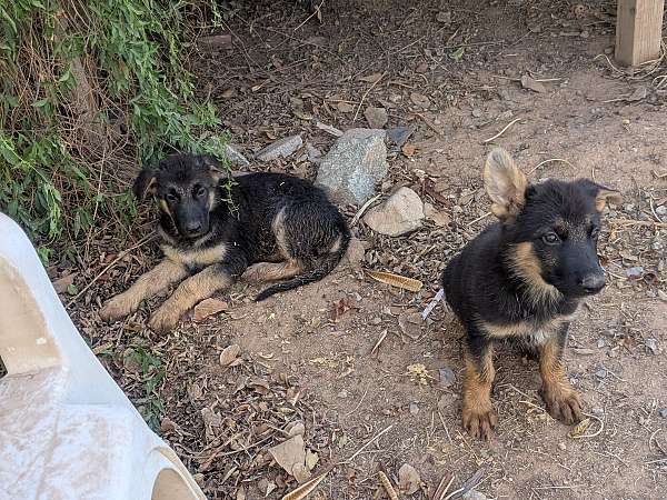 orange-female-german-shepherd