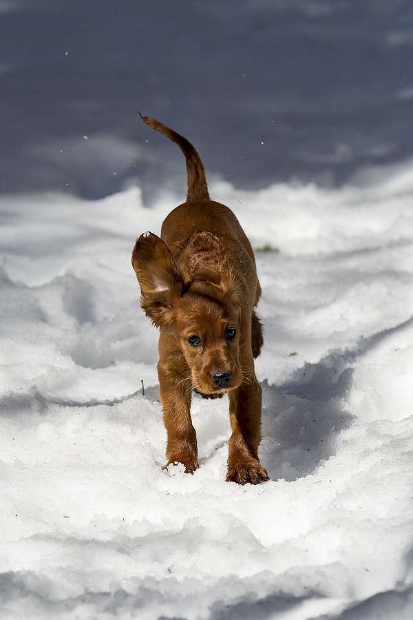 mahogany-irish-setter