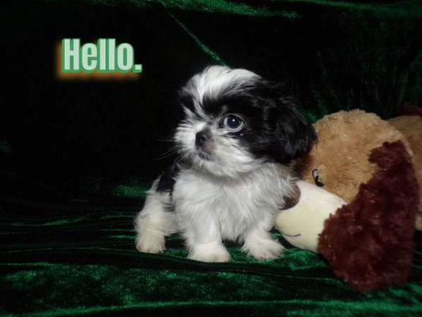 black-tick-toy-dog