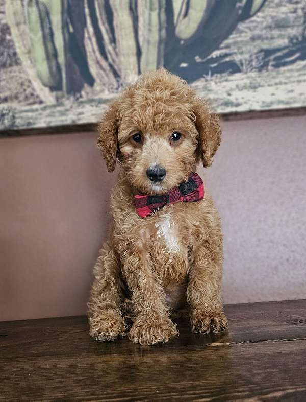 hypoallergenic-miniature-goldendoodle