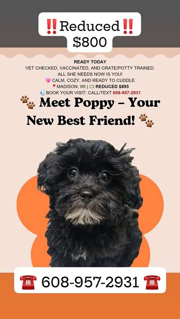 toy-black-cream-shih-tzu