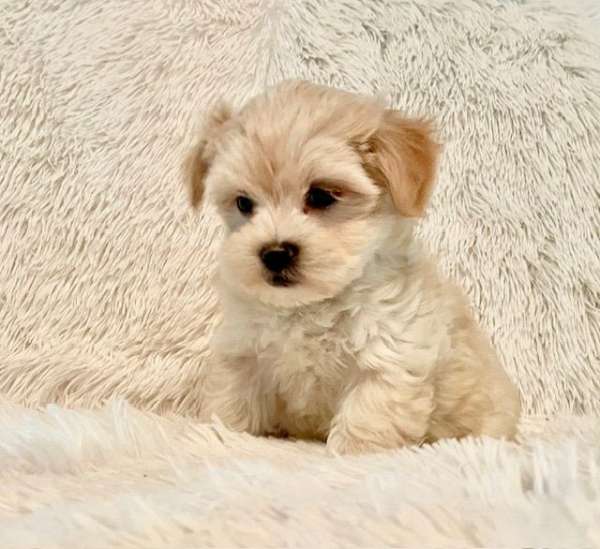 mixed-malti-poo-dog