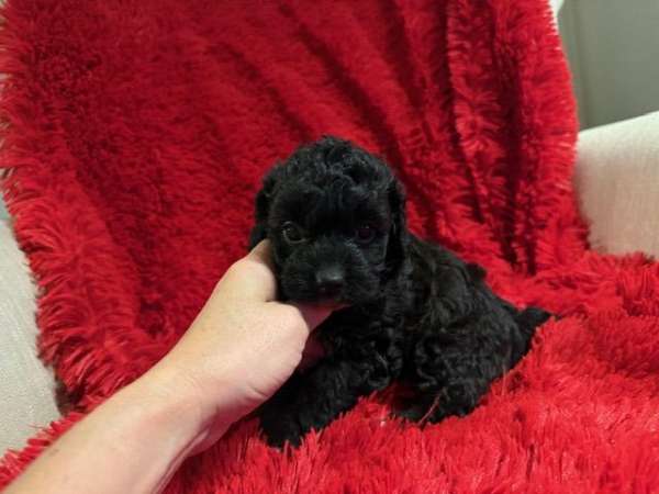 mixed-malti-poo
