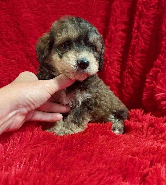 toy-malti-poo