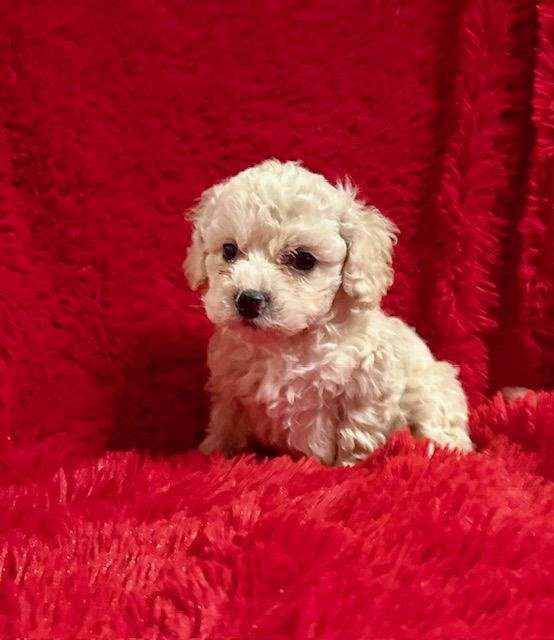 female-toy-poodle-puppy