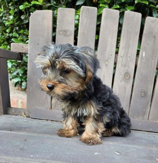 mixed-yorkshire-terrier-dog