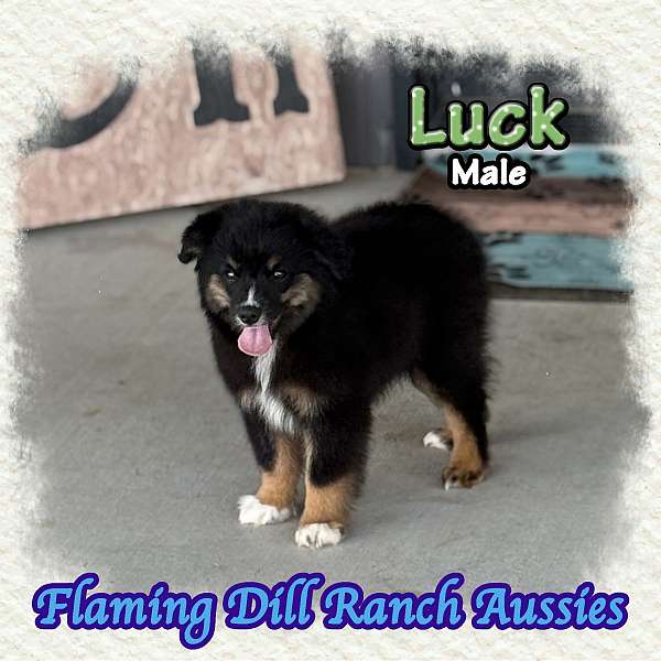 double-coated-mini-australian-shepherd