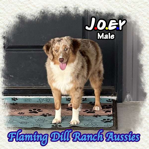 double-coated-mini-australian-shepherd