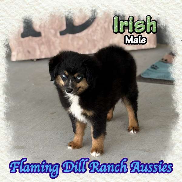 double-coated-mini-australian-shepherd