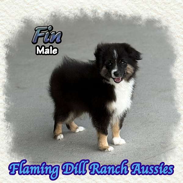double-coated-mini-australian-shepherd