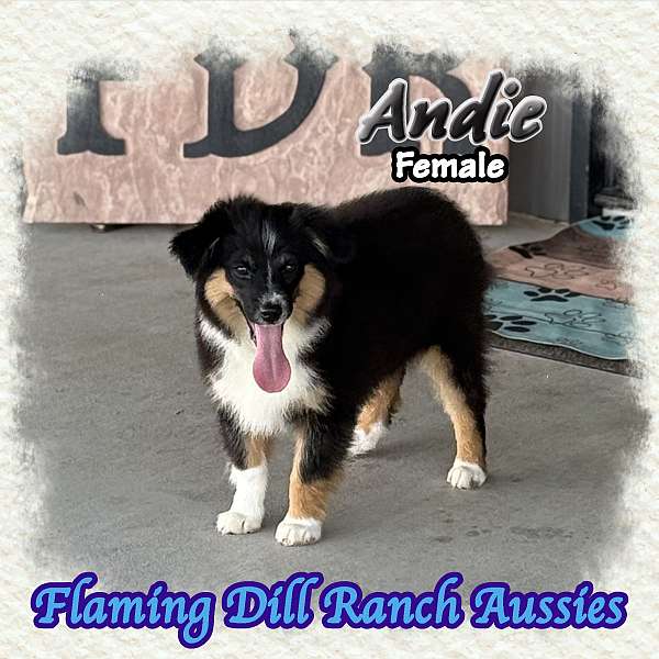 double-coated-mini-australian-shepherd