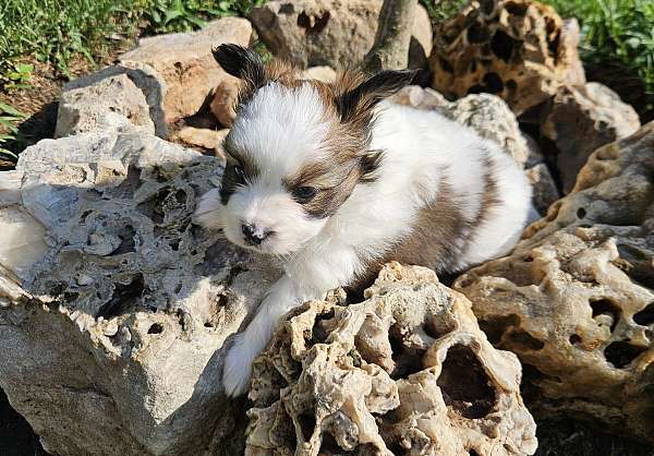 male-papillon-dog