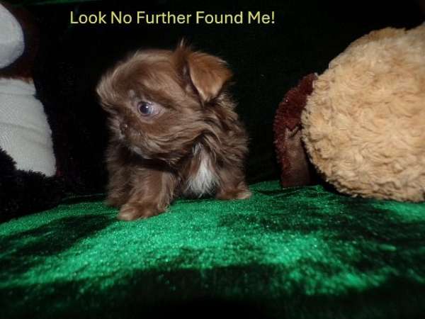 teacup-blue-shih-tzu