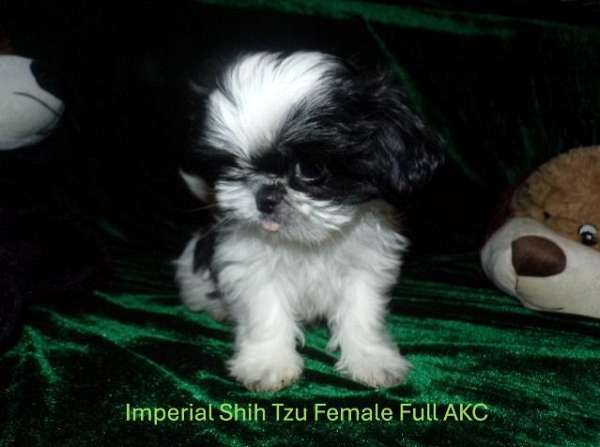 black-tick-teacup-dog