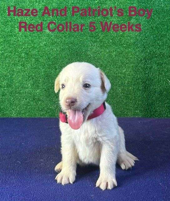 male-champagne-double-coated-labrador-retriever