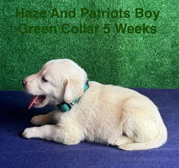 american-labrador-retriever