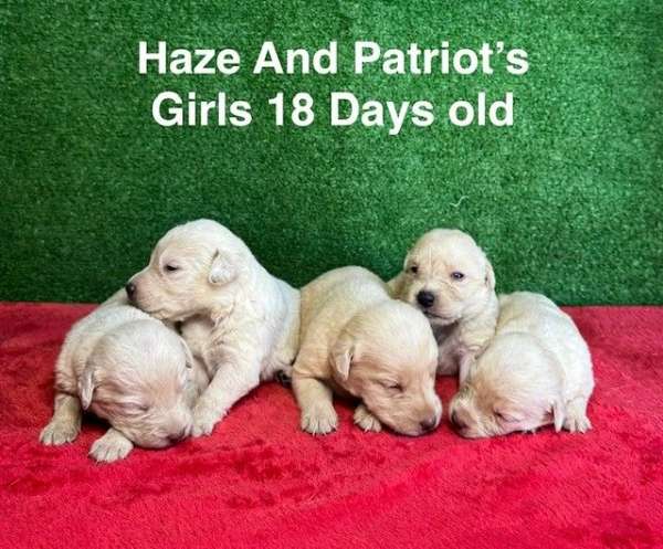 double-coated-labrador-retriever