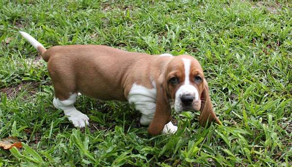 mixed-basset-hound-dog