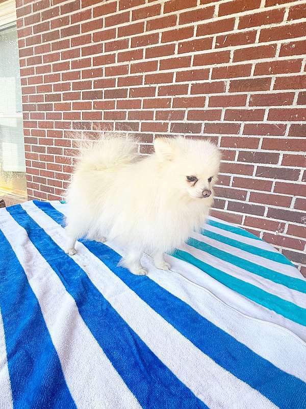 pomeranian-for-sale-near-me-dog