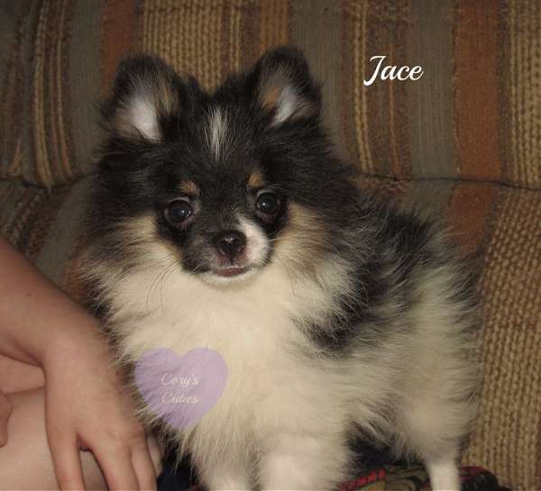 teddy-bear-face-puppy