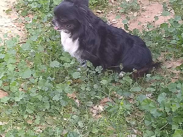 black-double-coated-chihuahua
