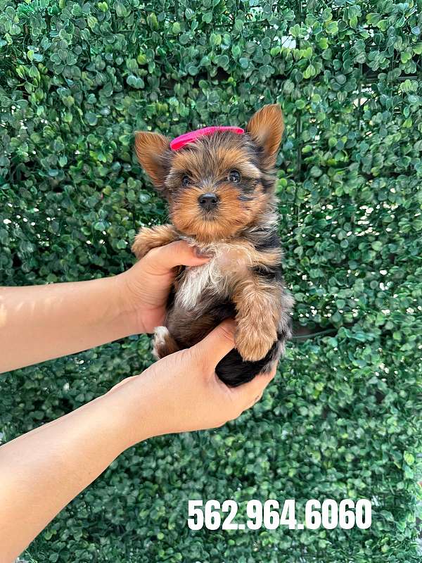 female-yorkshire-terrier-puppy