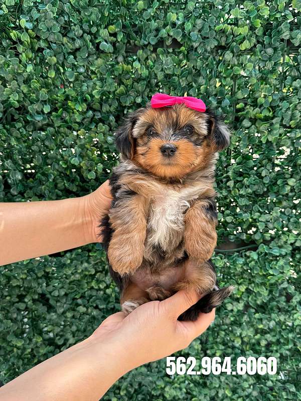 female-yorkshire-terrier-puppy