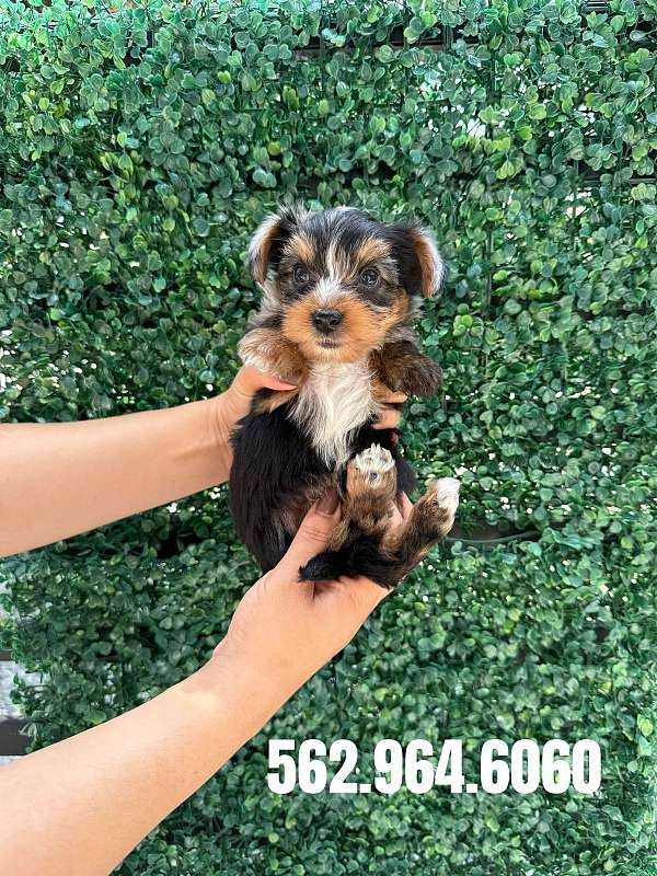 male-yorkshire-terrier-puppy
