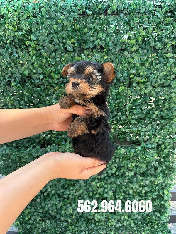 male-yorkshire-terrier-puppy
