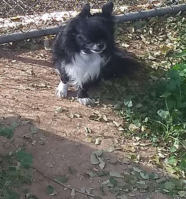 male-black-double-coated-chihuahua