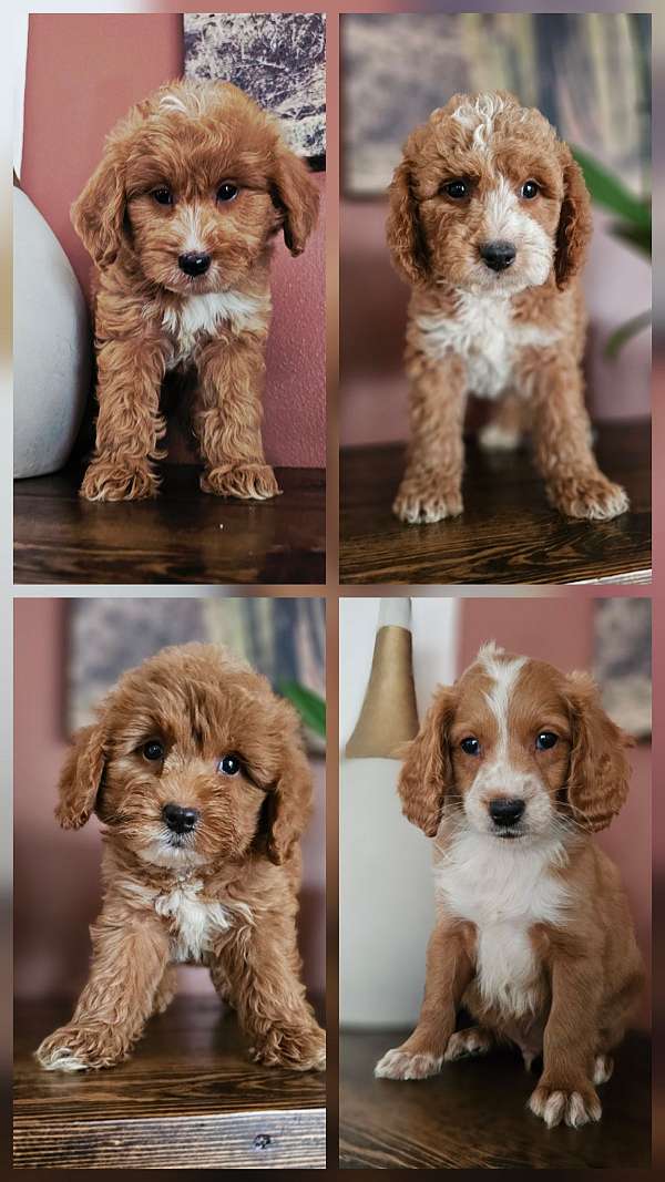 english-doodle-puppy