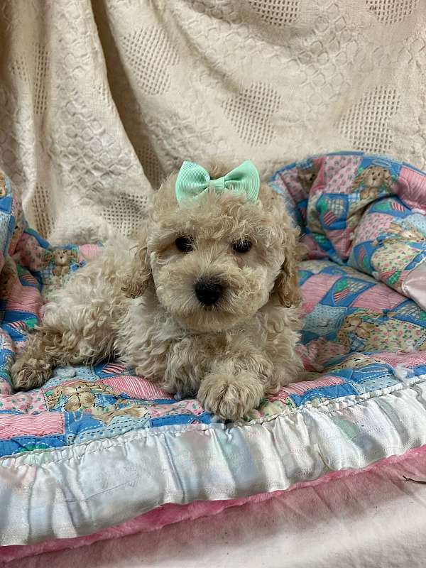 curly-haired-toy-poodle