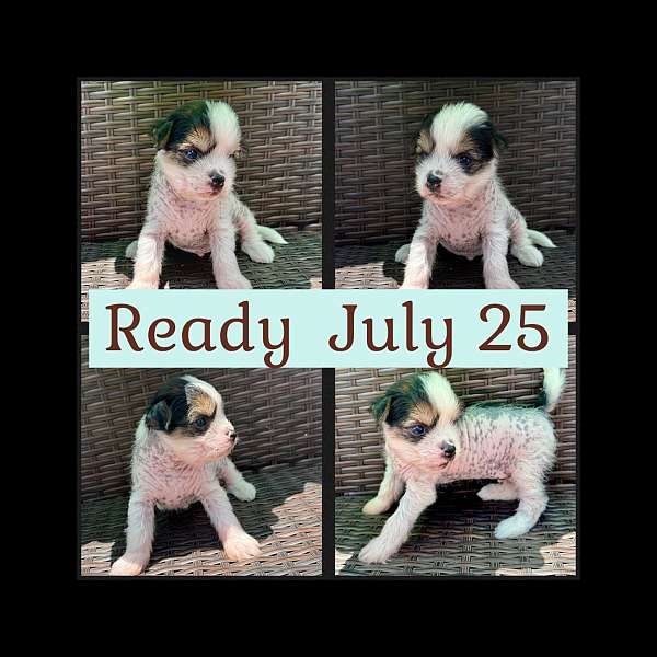 tri-colored-chinese-crested