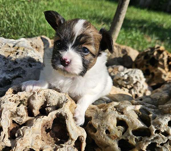 male-papillon-dog
