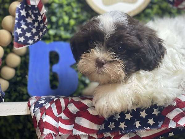 mixed-shih-tzu-dog