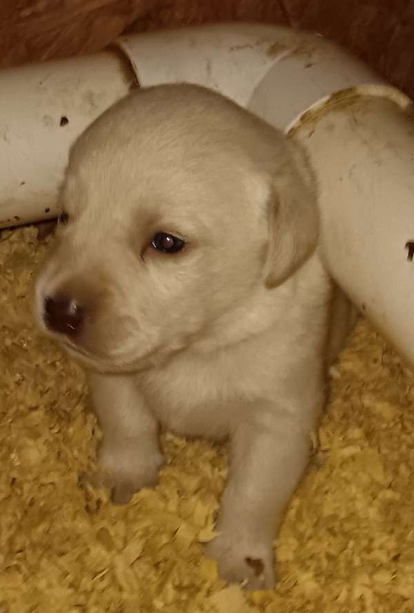 short-haired-labrador-retriever