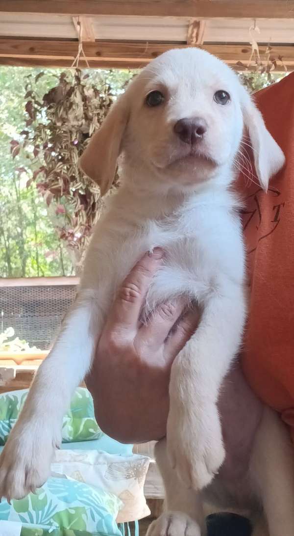 short-haired-labrador-retriever